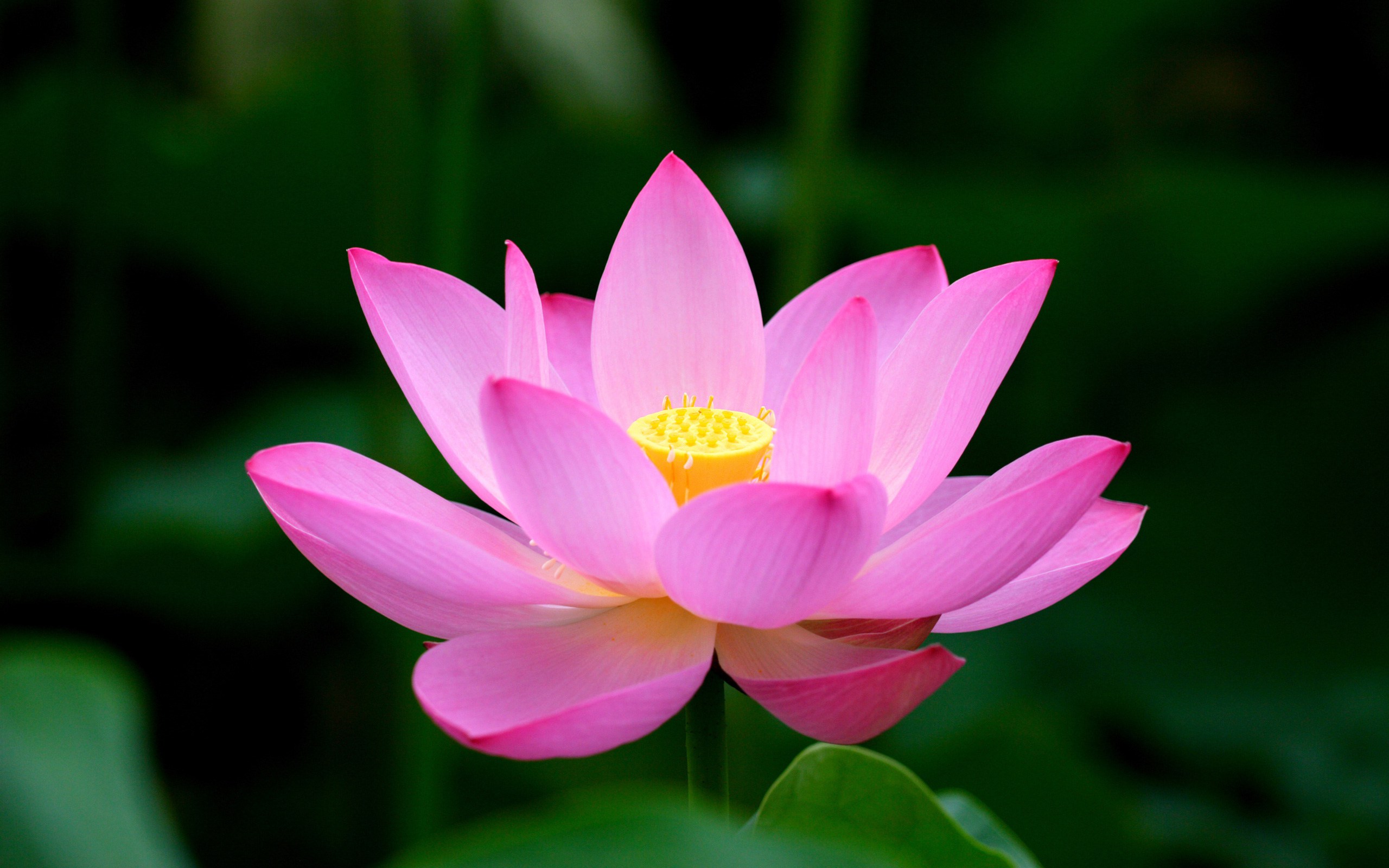 Spiritual Meaning Of White Lotus Flower