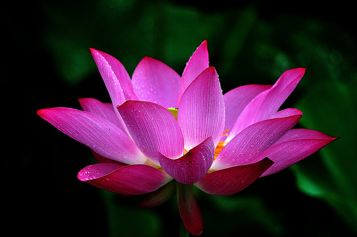 Lotus Flower Meaning And Symbolism Mythologiannet 9326