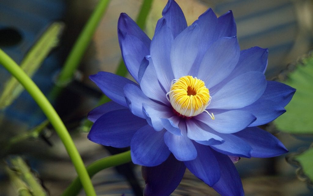 Blue Lotus Flower Meaning And Symbolism Mythologian Net