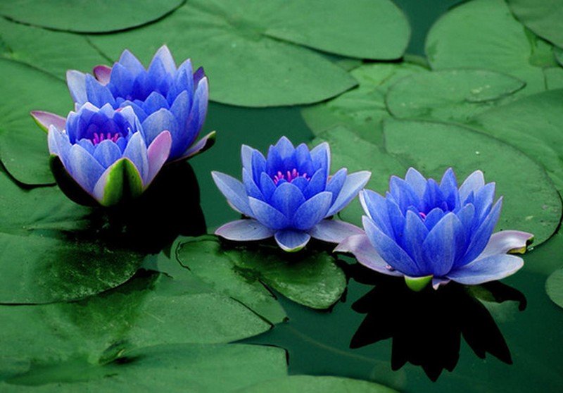 Blue Lotus Flowers Nz At John Bow Blog 5282