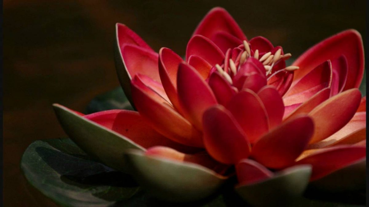 Red Lotus Flower Meaning and Symbolism