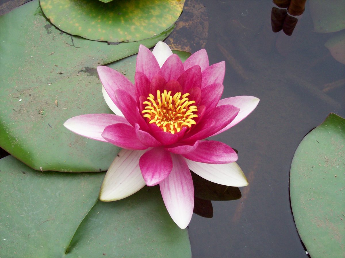 What Do Lotus Flowers Represent In Buddhism