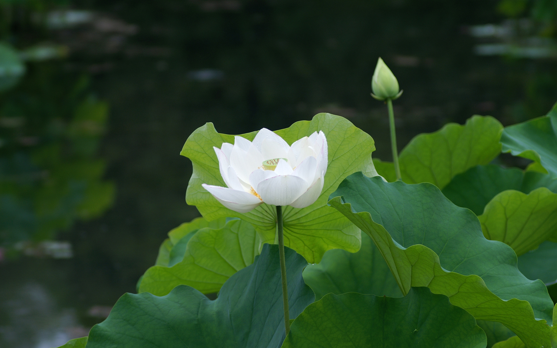 white-lotus-flower-meaning-and-symbolism-mythologian-net