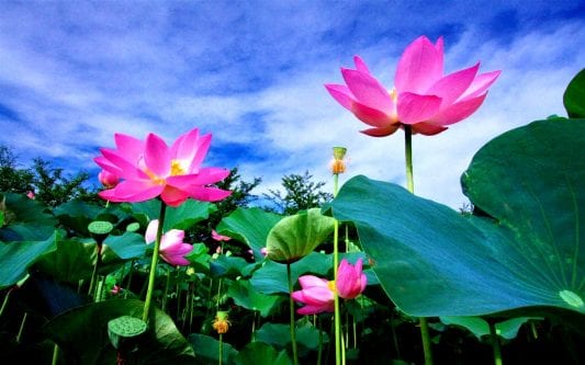 Lotus Flower Meaning and Symbolism - Mythologian