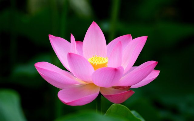 Pink Lotus Flower: Meaning And Symbolism - Mythologian