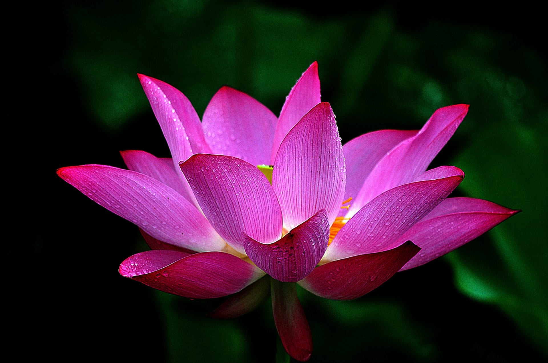 Lotus Flower Meaning and Symbolism Mythologian