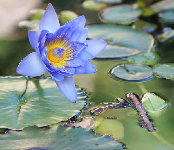 Blue Lotus Flower: Meaning And Symbolism - Mythologian