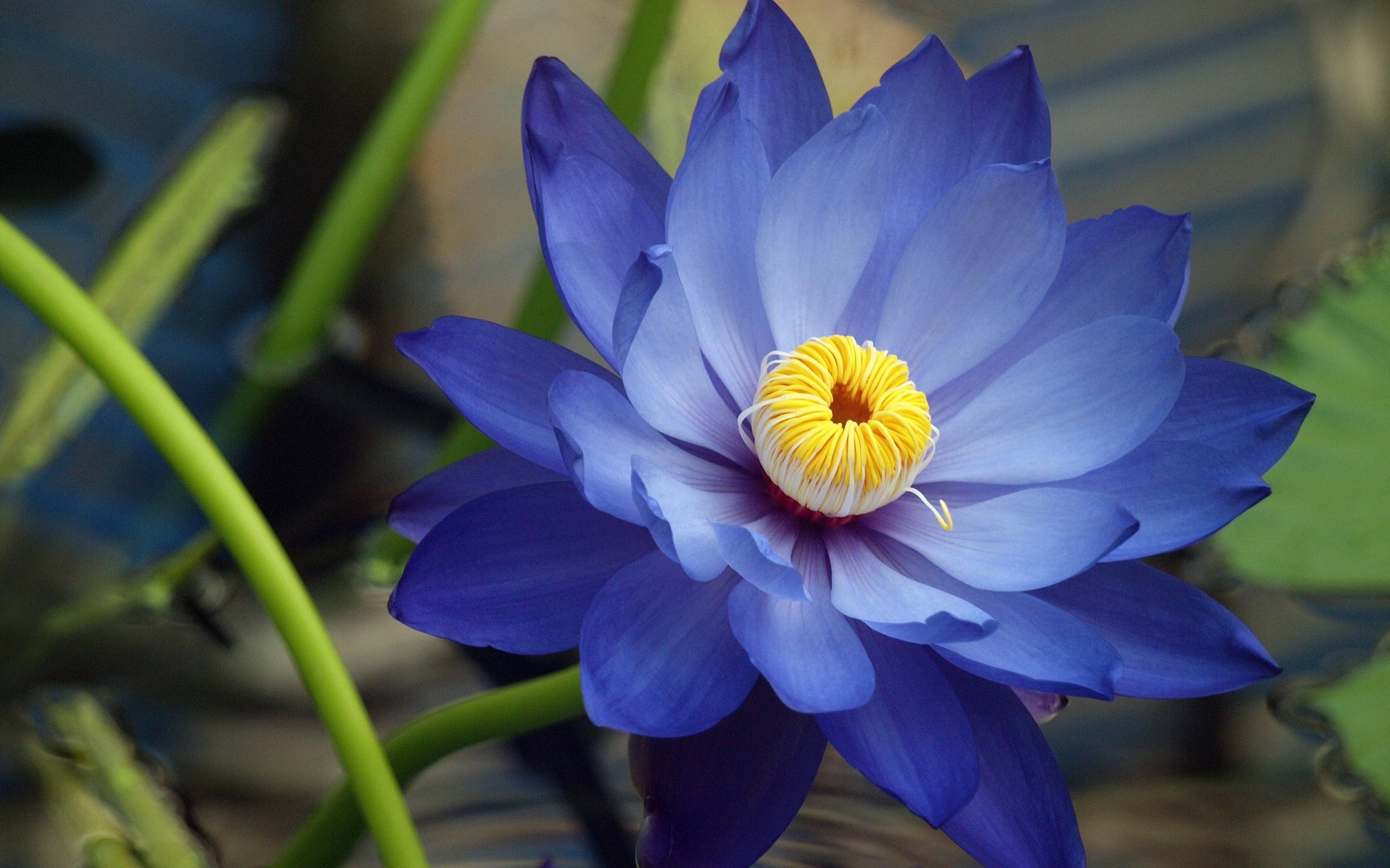 Blue Lotus Flower Meaning and Symbolism