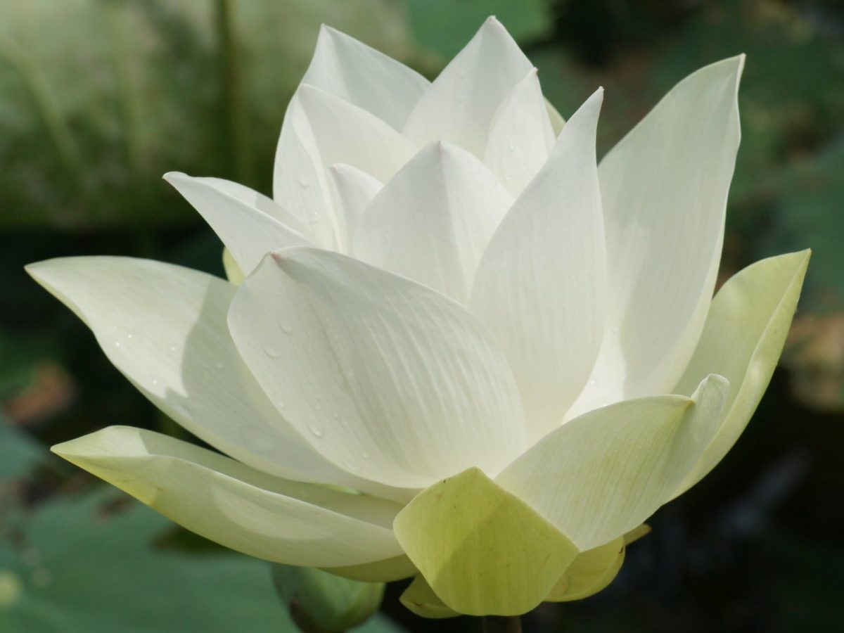 White Lotus Flower: Meaning and Symbolism - Mythologian