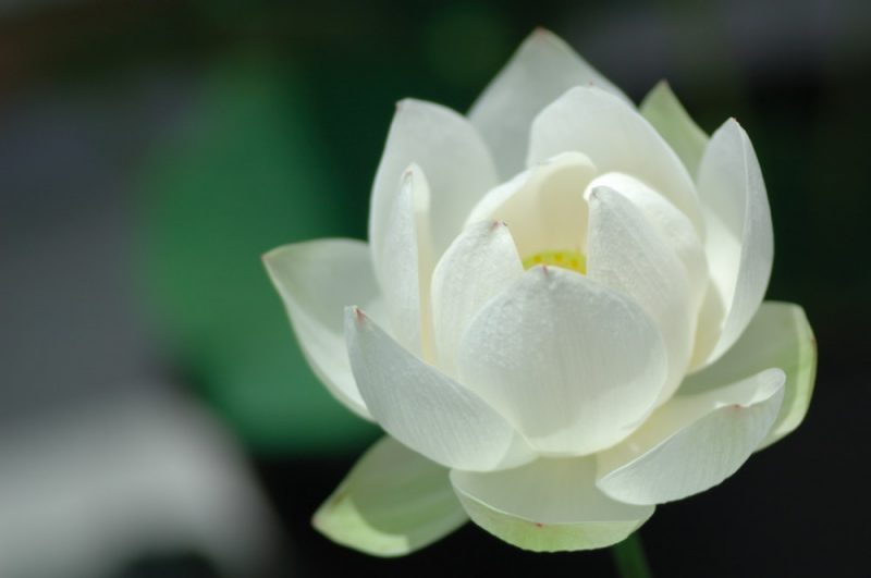 White Lotus Flower: Meaning and Symbolism - Mythologian.Net