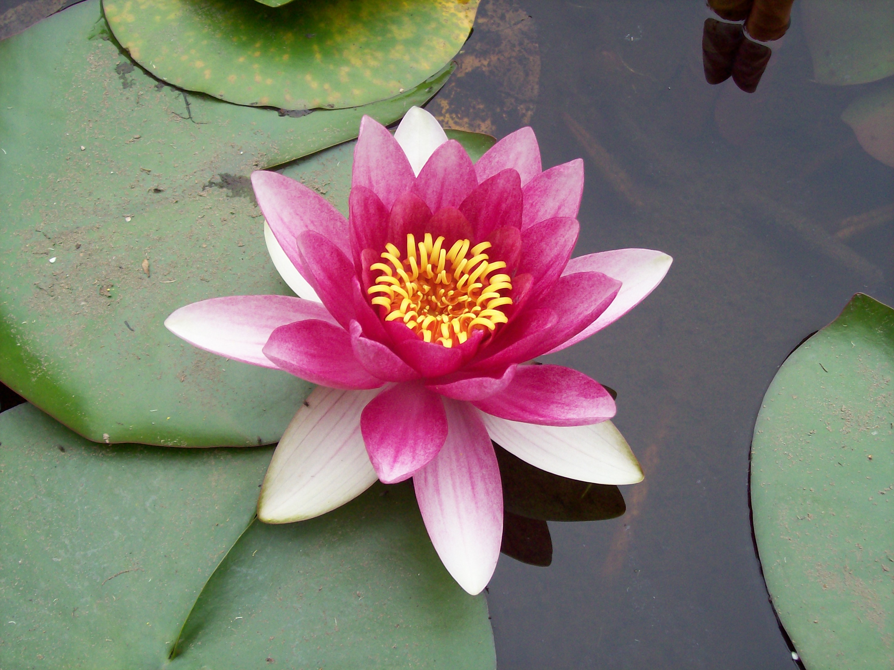 Lotus Flower Symbolism Christianity