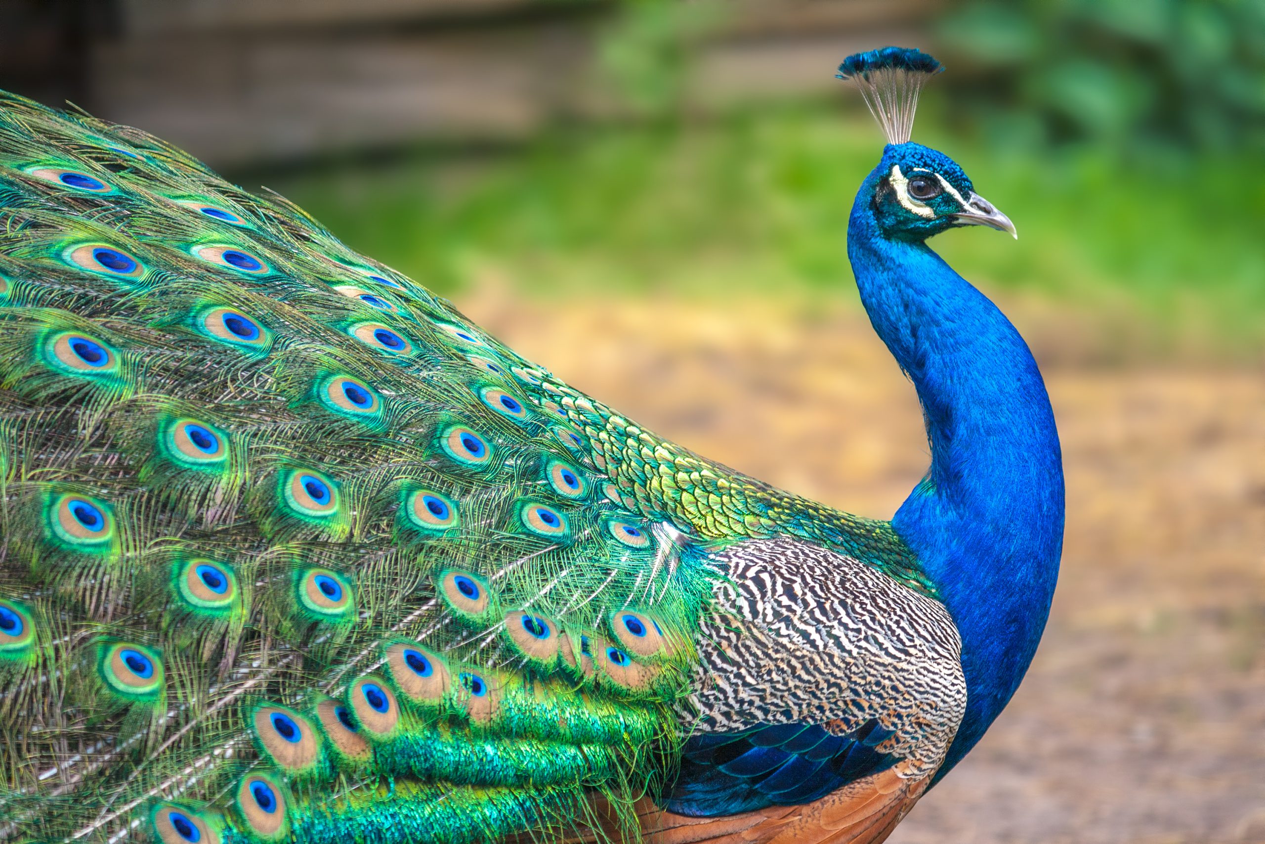 Learn About Peacock Mythology From the Greek Gods